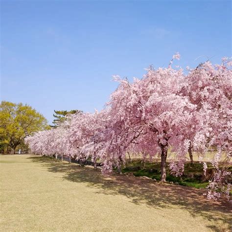 愛知県森林公園（しだれ桜）愛知県尾張旭市の観光・撮影スポットの名所 東海カメラマップ