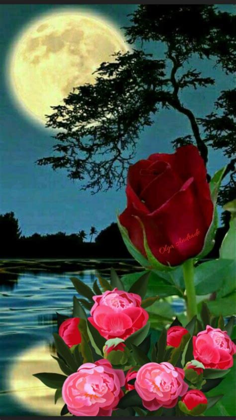 Rose Beautiful Scenery Pictures Flowers Beautiful Flowers Planet Earth