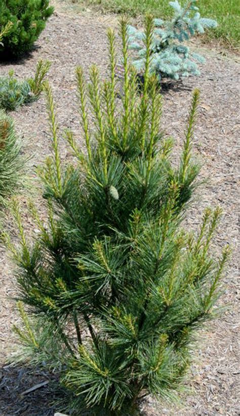 Pinus Strobus Fastigiata Columnar Eastern White Pine Buy At Kigi Nursery