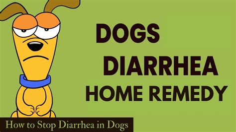 Dog Diarrhea Home Remedy How To Stop Diarrhea In Dogs Youtube