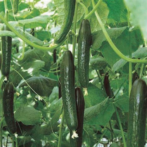 Cucumber Telegraph Improved 15 Seeds Etsy