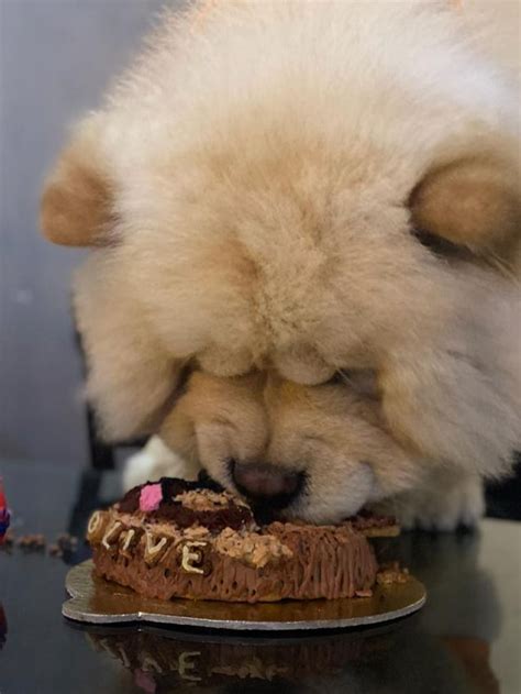 Can Chow Chows Eat Chocolate Chow Chow Galaxy