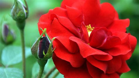Maybe you would like to learn more about one of these? Flower Homes: Flowers of World Countries ( E )