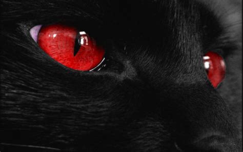 Free Download Black Cat Red Eyes Wallpapers Hd Wallpapers 1440x900