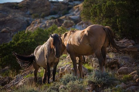 Pryor Mountain Wild Mustangs Lovell Wy Lazel Farm Photography