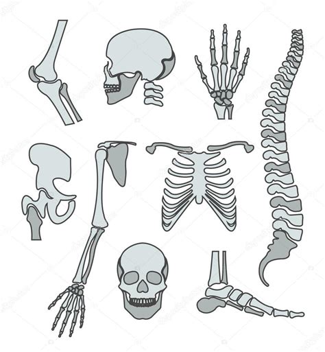 Human Skeleton Vector Flat Line Illustration Set Stock Vector Image By