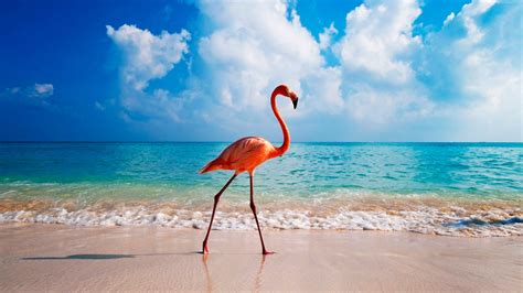 Wallpaper Flamingo Bird Beach Ocean 4k Animals Wallpaper Download