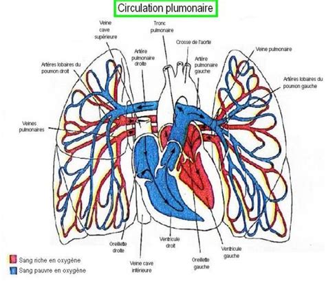 Anatomie Pulmonaire