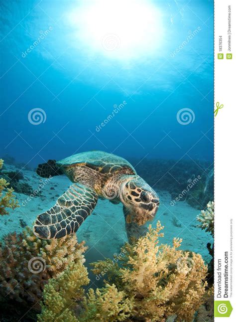 Sea Turtle On Coral Reef Stock Photo Image Of Egypt