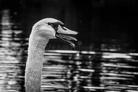 Hissing Mute Swan Stock Image Image Of Lake Hiss Drops 143562631