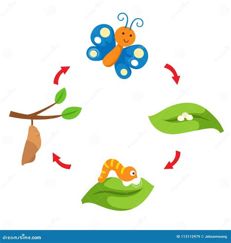 Butterfly Life Cycle Clip Art