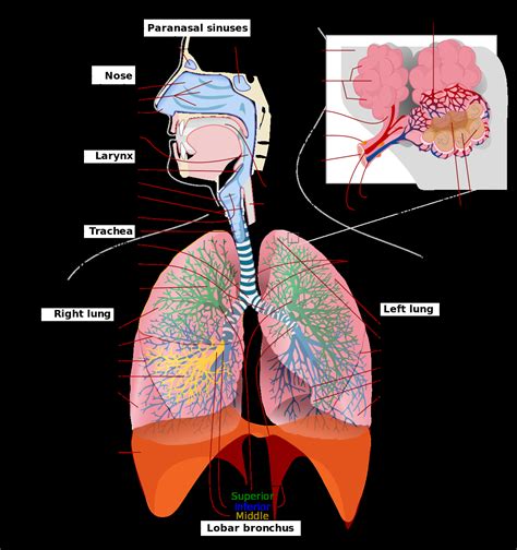 The Respiratory System Diagram