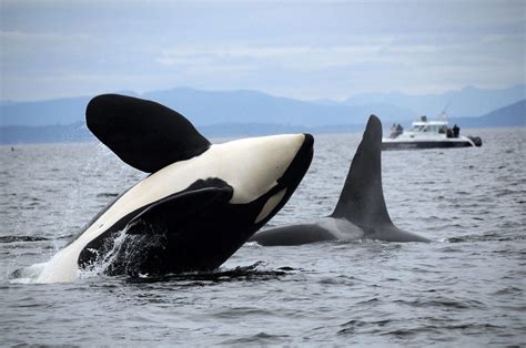 Southern Resident Orcas Spotted After Unusual Absence Peninsula Daily
