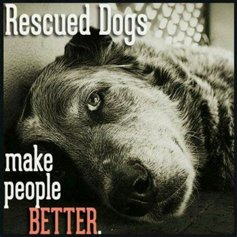 Quotes About Rescue Dogs Quotesgram