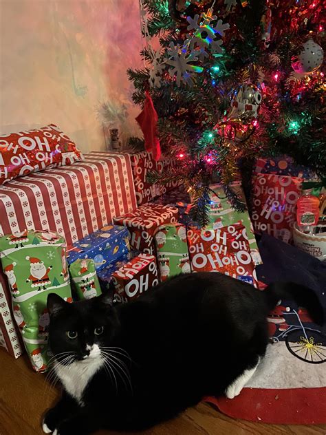 The Best Present Under The Tree Rtuxedocats