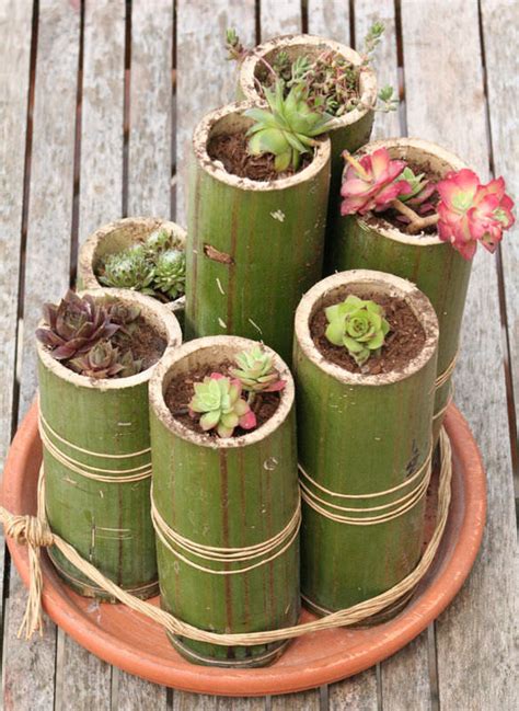 Bamboo plants garden pots patio potted pot privacy put plant shade area containers outdoor container hedge backyard want special planting. Diy Bamboo Planters - 1001 Gardens
