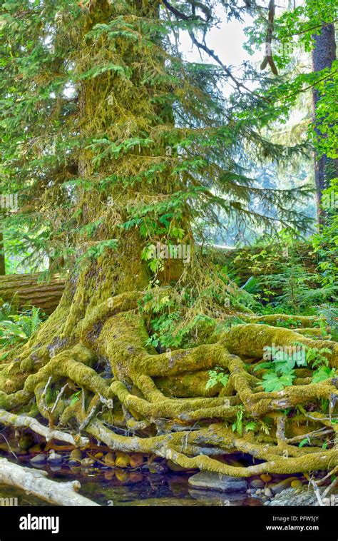 Old Growth Forest In Oregon Stock Photo Alamy