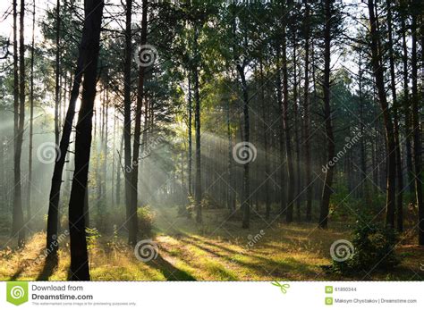 Pine Forest In Morning Sunlight The Mist Stock Photo Image Of Dawn