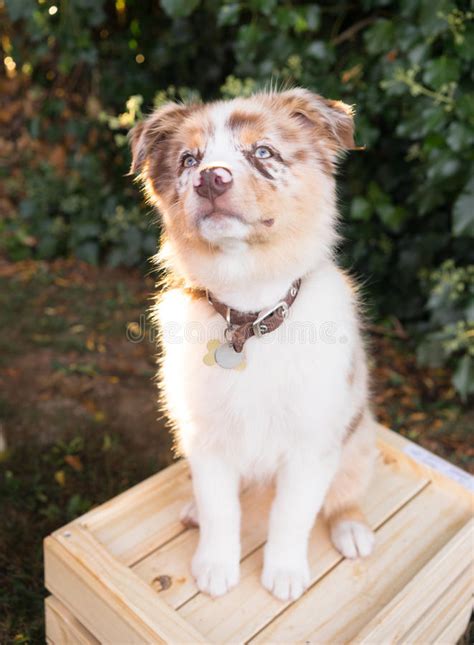 Purebred Australian Shepherd Puppy Stands On Wooden Crate Stock Image