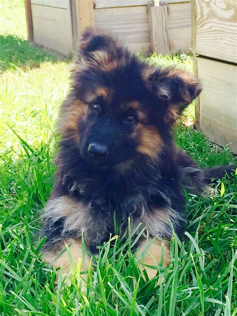 Runa Eight Weeks Old Caroles Newest Another Long Coat Black And