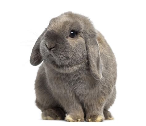 Holland Lop Rabbits Holland Lop For Sale Rabbit Breeds