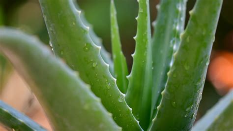 Aloe Vera Sábila Cuidados Y Beneficios Para La Salud De Esta Planta