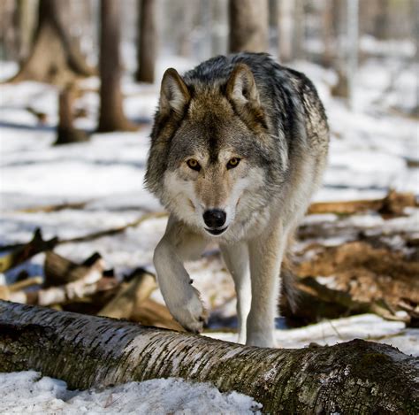 Akayla A Graytimber Wolf From The Muskoka Wildlife Centr Flickr