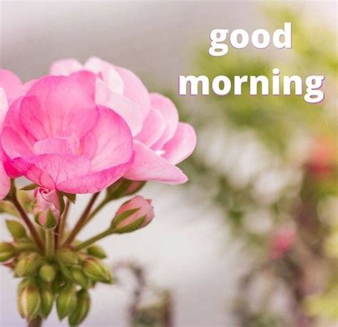 Pretty Pink Good Morning Flower Pictures Photos And Images For