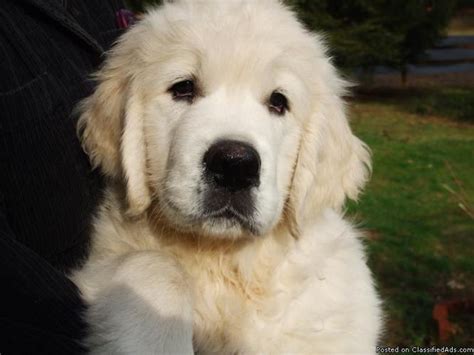 All of our dogs are imported from the top english golden retriever breeders in the world. GOLDEN RETRIEVER PUPPIES/ENGLISH CREME - Price: $850.00 ...
