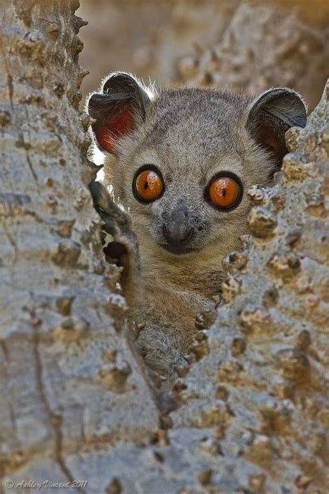 Surprise By Ashley Vincent On 500px Sportive Lemurs Are A Species Of