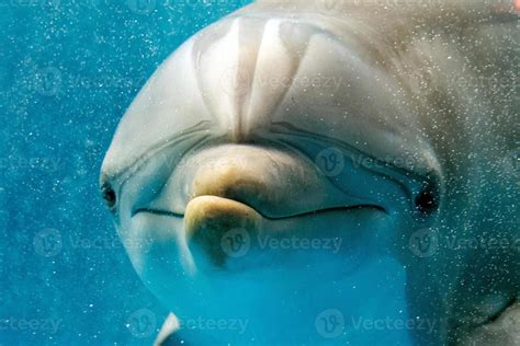 Dolphin Smiling Eye Close Up Portrait Detail 12013013 Stock Photo At
