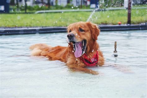100 Golden Retriever Names For Your New Goldie Doggowner