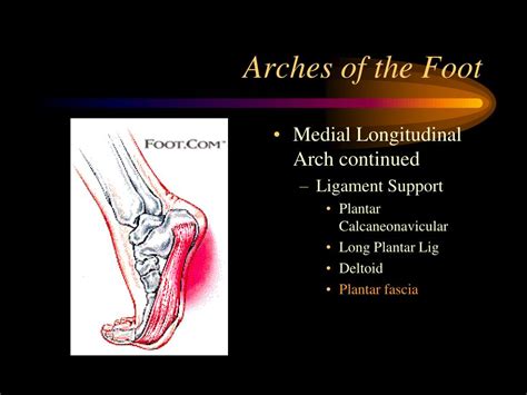 Ppt Foot Anatomy Powerpoint Presentation Free Download Id2962633