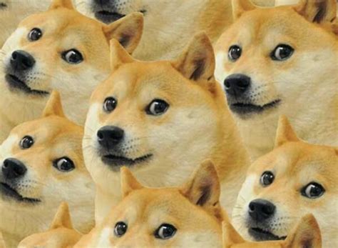 Everything you wanted to know about $doge we've had a great talk with max keller, @dogecoin core developer. What is Dogecoin: Price Analysis, Where to buy & store ...
