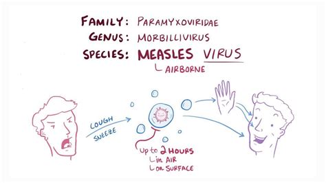Measles Virus Video Anatomy Definition And Function Osmosis