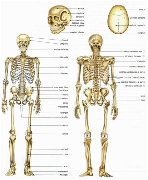 ¿cuantos Huesos Tiene El Cuerpo Humano Arablog