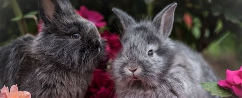 Kaninchenkrankheiten Tiermedizinportal