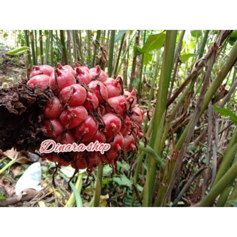 Jual Buah Kecombrang Atau Honje Segar Baru Petik 500 Grm Shopee Indonesia