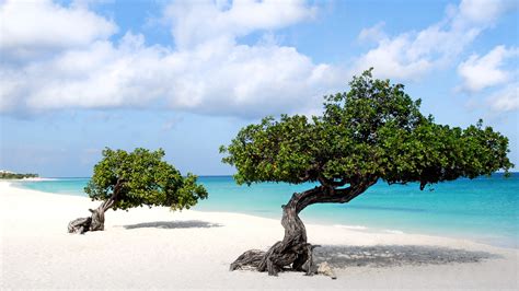 Beautiful Wallpaper Of Divi Trees In Aruba Island Beach Wallpapers