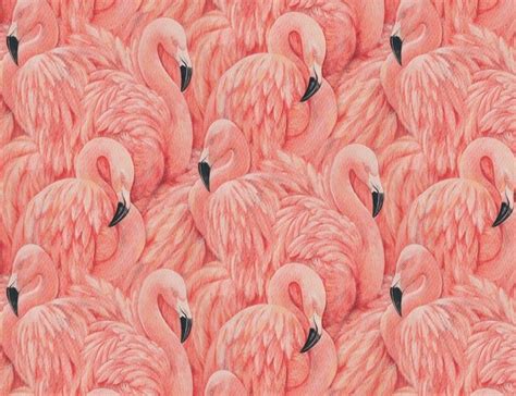 Flamingo Wallpapers On Wallpaperdog