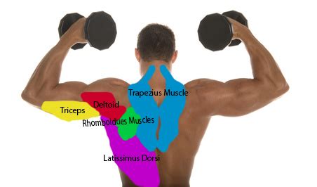 Muscles are considered the only tissue in the body that has the ability to contract and move the other body parts. The names of the muscles in the back and front of the ...