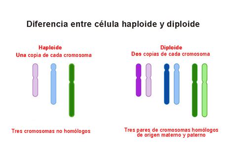 Diferencia Entre Célula Haploide Y Diploide