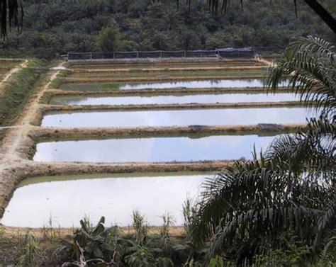 Peternakan ikan, peternakan ikan gurame, usaha peternakan ikan, peternakan ikan gurami, bisnis peternakan ikan. Kumpow Anglers Malaysia: ANALIASA EKONOMI TERNAKAN IKAN ...