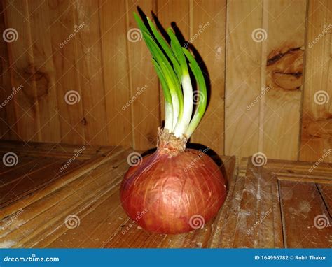 Beautiful Onion Is Standing The Wooden Table Loking Pretty Cool Fresh