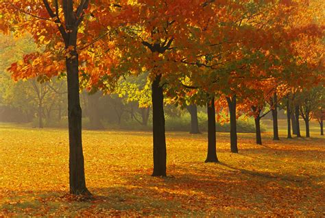 Types Of Maple Trees Leaves Billowe