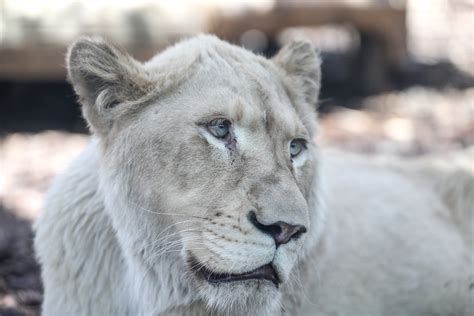 Rare White Lions Make First Appearance In Turkish Park