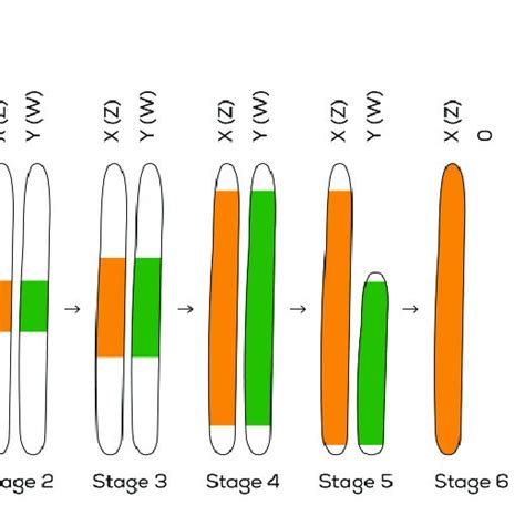 sex chromosome evolution following six stages 1 origin of a download scientific diagram