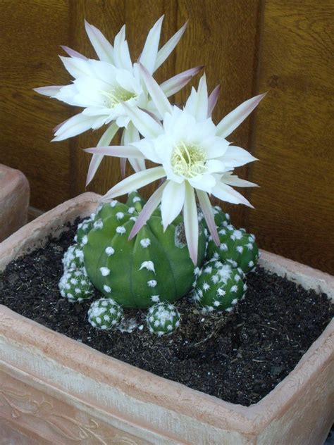 Easter Lily Cactus Rare Echinopsis Subdenudata Plant Unique Etsy
