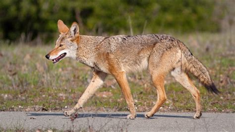 Coyote Curiosidades Características Dónde Vive Qué Come Y Fotos