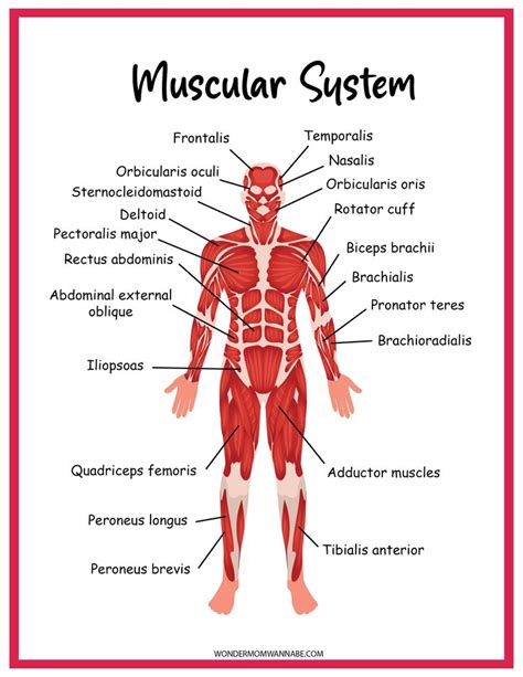 The Muscles And Their Major Skeletal Systems Are Labeled In This